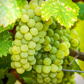 Vita de Vie Sauvignon Blanc - Ghiveci 2L