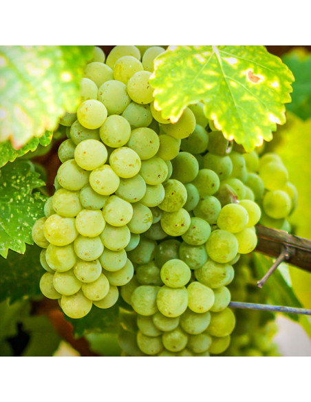Vita de Vie Sauvignon Blanc - Ghiveci 2L