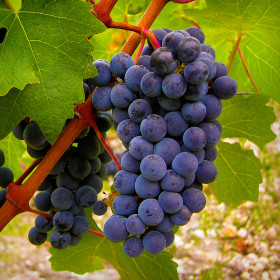 Vita de Vie Cabernet Saugvinon - Ghiveci 2L