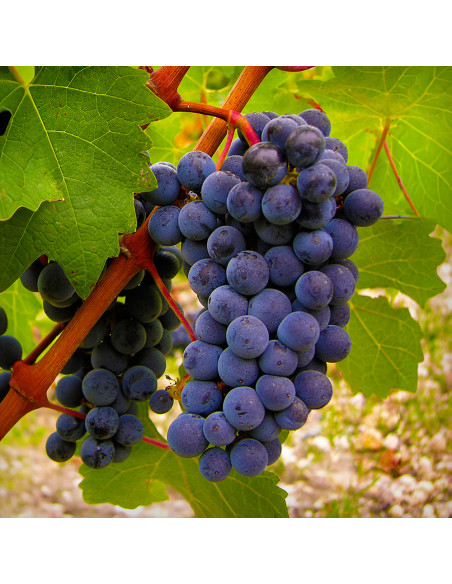 Vita de Vie Cabernet Saugvinon - Ghiveci 2L
