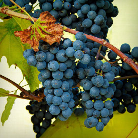 Vita de Vie Marechal Foch - Ghiveci 2L