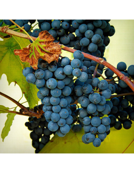 Vita de Vie Marechal Foch - Ghiveci 2L