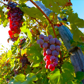 Vita de Vie Grenache Noir - Ghiveci 2L