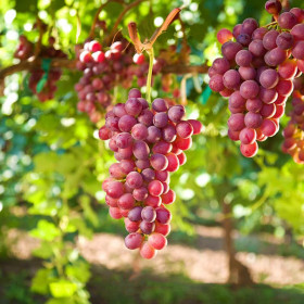 Vita de Vie Pinot Noir - Ghiveci 2L