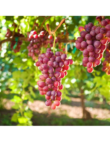 Vita de Vie Pinot Noir - Ghiveci 2L
