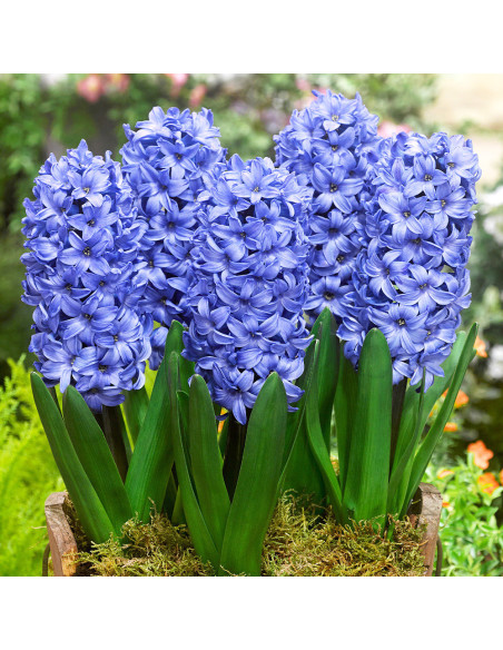 Zambile la Ghiveci Delft Blue - 1 Ghiveci/Pachet