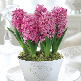Zambile la Ghiveci Pink Pearl - 1 Ghiveci/Pachet