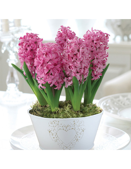 Zambile la Ghiveci Pink Pearl - 1 Ghiveci/Pachet