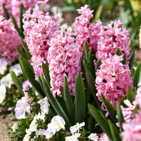 Zambile la Ghiveci Pink Pearl - 1 Ghiveci/Pachet 2