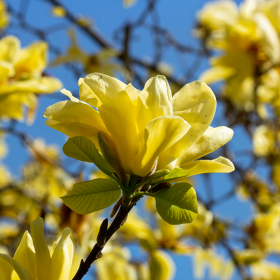 Magnolia Galbena "Yellow River” - Ghiveci P9
