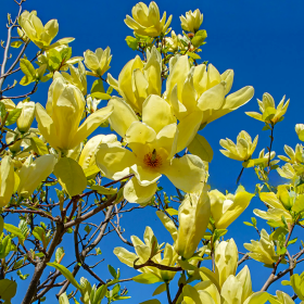 Magnolia Galbena "Yellow River” - Ghiveci P9 2