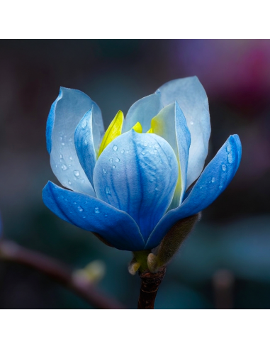Magnolia Albastra "Blue Opal” - Ghiveci P9