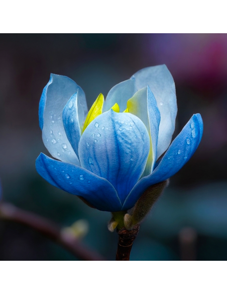 Magnolia Albastra "Blue Opal” - Ghiveci P9