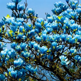 Magnolia Albastra "Blue Opal” - Ghiveci P9 2