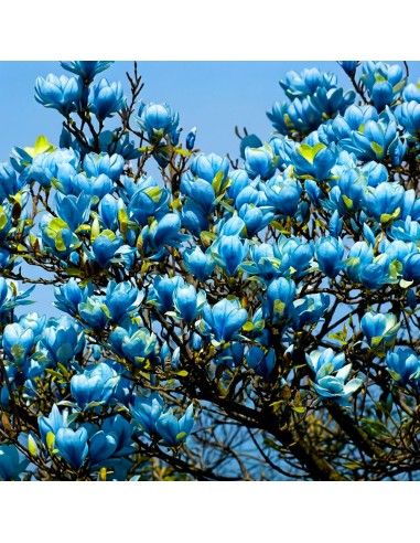 Magnolia Albastra "Blue Opal” - Ghiveci P9