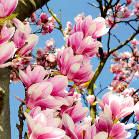 Magnolia Roz "Heaven Scent" la Ghiveci P9 2