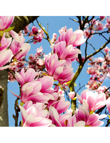 Magnolia Roz "Heaven Scent" la Ghiveci P9
