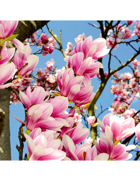 Magnolia Roz "Heaven Scent" la Ghiveci P9