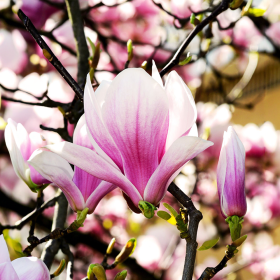 Magnolia Roz "Heaven Scent" la Ghiveci P9
