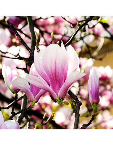 Magnolia Roz "Heaven Scent" la Ghiveci P9