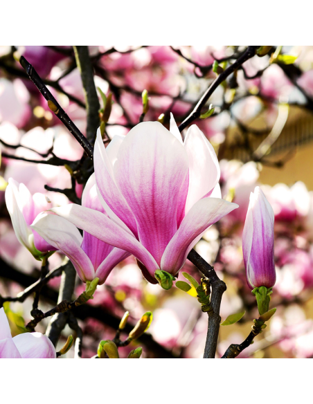 Magnolia Roz "Heaven Scent" la Ghiveci P9