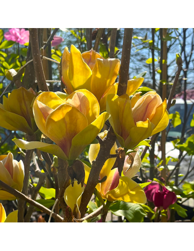Magnolia Galbenă "Sunsation” - Ghiveci P9