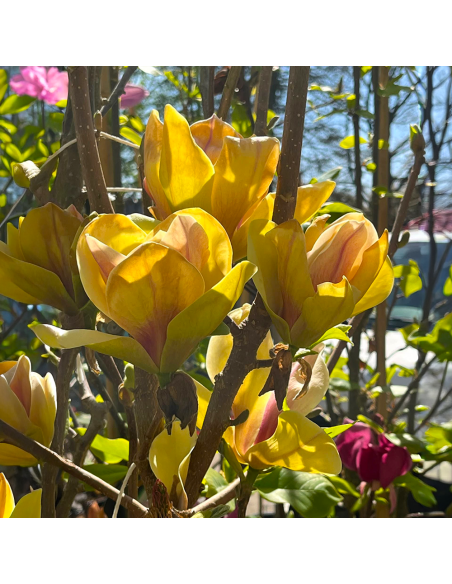 Magnolia Galbenă "Sunsation” - Ghiveci P9