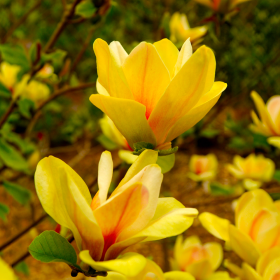 Magnolia Galbenă "Sunsation” - Ghiveci P9