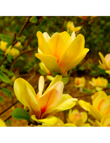 Magnolia Galbenă "Sunsation” - Ghiveci P9