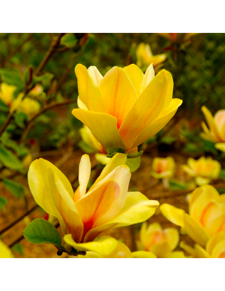 Magnolia Galbenă "Sunsation” - Ghiveci P9