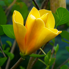Magnolia Galbenă "Sunsation” - Ghiveci P9 2