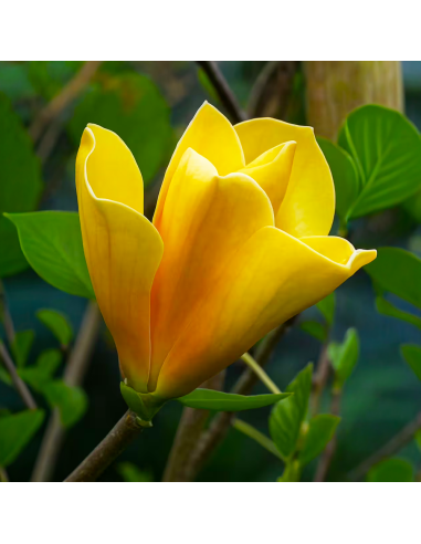 Magnolia Galbenă "Sunsation” - Ghiveci P9