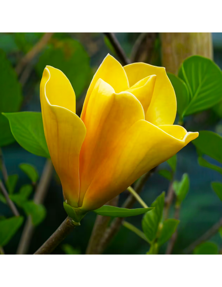 Magnolia Galbenă "Sunsation” - Ghiveci P9