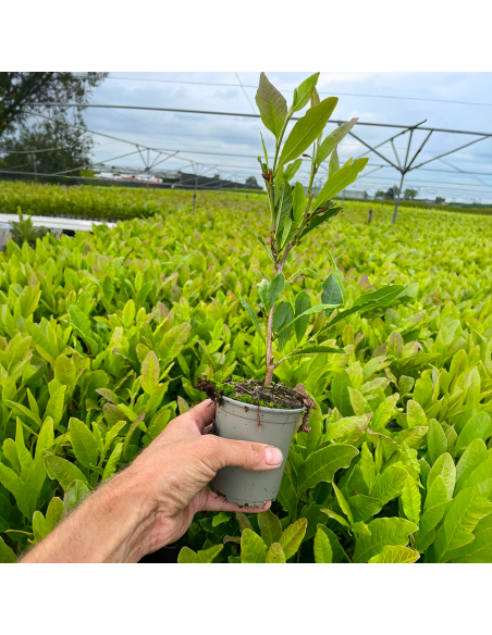 Magnolia Grena "Genie” - Ghiveci P9