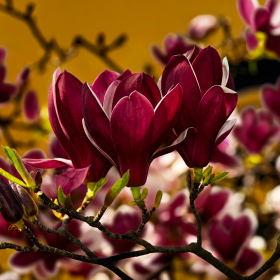 Magnolia Grena "Genie” - Ghiveci P9 2