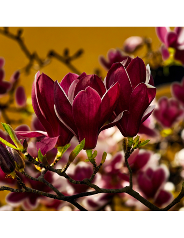 Magnolia Grena "Genie” - Ghiveci P9