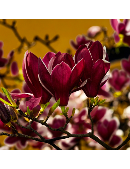 Magnolia Grena "Genie” - Ghiveci P9