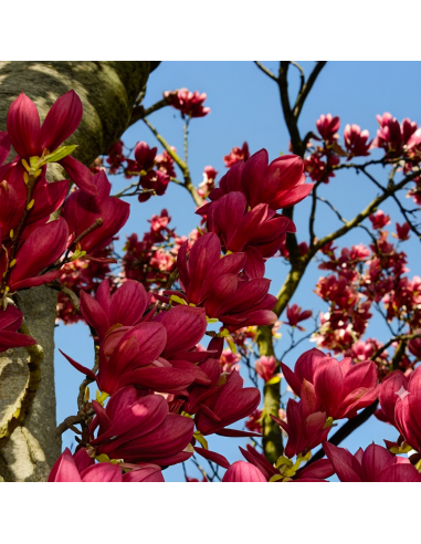 Magnolia Grena "Genie” - Ghiveci P9