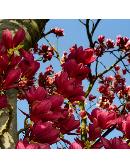 Magnolia Grena "Genie” - Ghiveci P9
