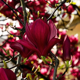 Magnolia Grena "Genie” - Ghiveci P9
