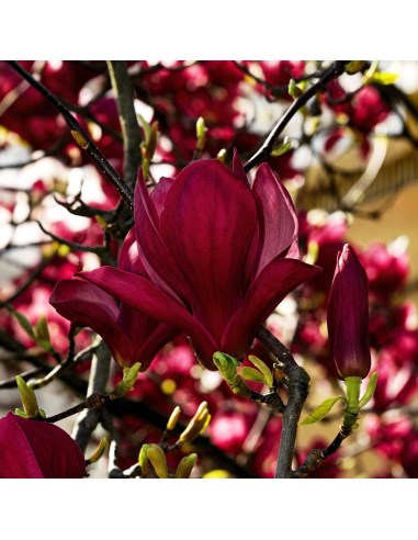 Magnolia Grena "Genie” - Ghiveci P9