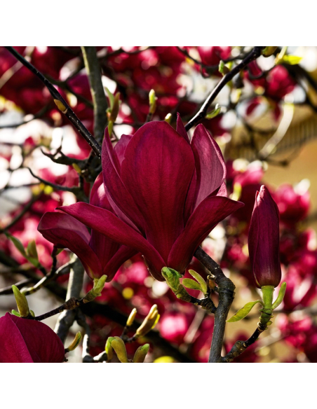 Magnolia Grena "Genie” - Ghiveci P9