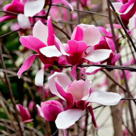 Magnolia Roz "Rustica Rubra" - Ghiveci P9