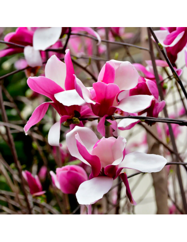 Magnolia Roz "Rustica Rubra" - Ghiveci P9