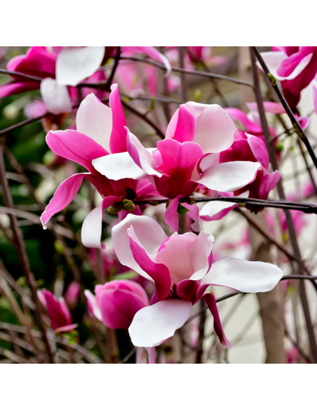 Magnolia Roz "Rustica Rubra" - Ghiveci P9