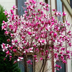 Magnolia Roz "Rustica Rubra" - Ghiveci P9 2