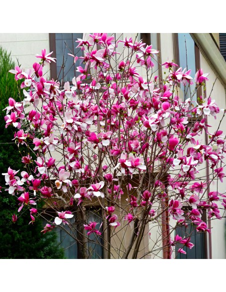 Magnolia Roz "Rustica Rubra" - Ghiveci P9