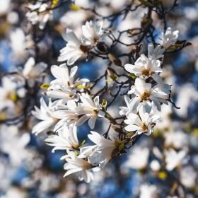 Magnolia Albă "Royal Star" - Ghiveci P9 2
