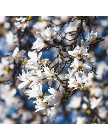 Magnolia Albă "Royal Star" - Ghiveci P9