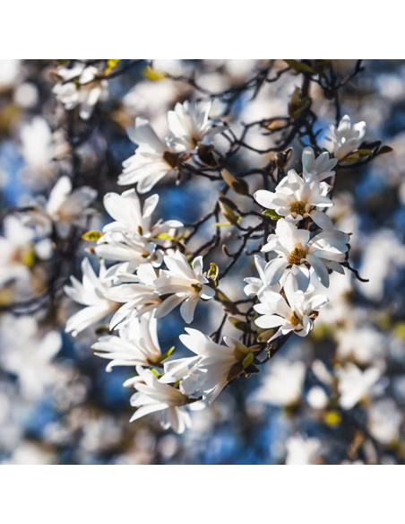 Magnolia Albă "Royal Star" - Ghiveci P9